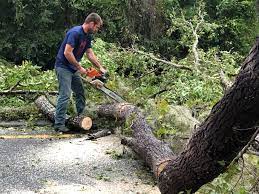 How Our Tree Care Process Works  in  Penn Estates, PA