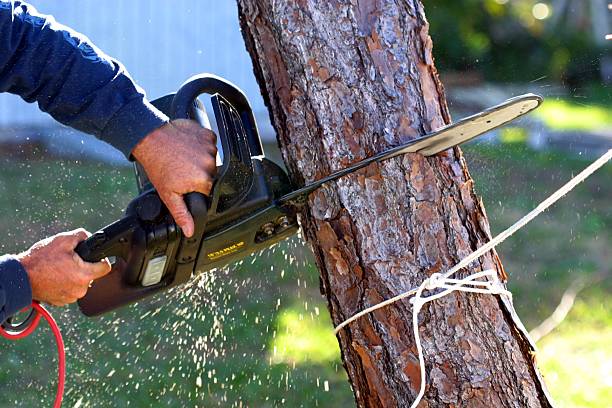 How Our Tree Care Process Works  in  Penn Estates, PA